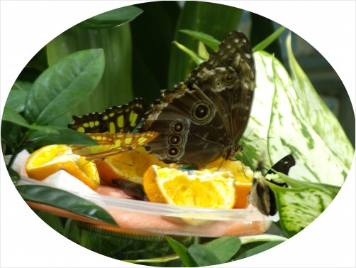butterfly lunch by  JoyfulPamela